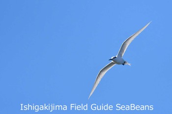 Black-naped Tern Ishigaki Island Sun, 6/14/2020