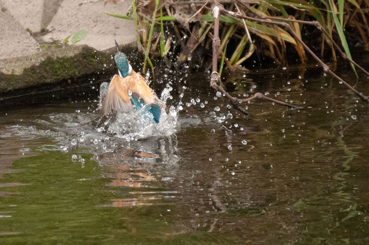 Photo of Common Kingfisher at 神奈川県 綾瀬市 by komezou