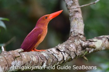 リュウキュウアカショウビン 石垣島 2020年6月14日(日)