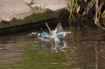 Common Kingfisher 神奈川県 綾瀬市 Wed, 4/27/2016