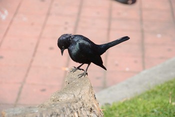 Brewer's Blackbird サンフランシスコ Wed, 2/27/2013