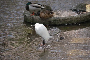 コサギ 京都 2011年4月12日(火)