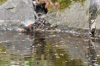 カイツブリ 弘前公園(弘前城) 2016年5月2日(月)