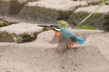 Common Kingfisher 神奈川県 綾瀬市 Wed, 4/27/2016