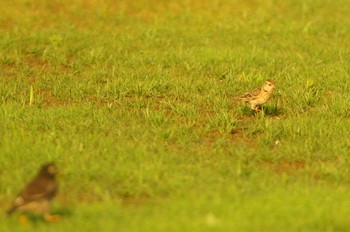 Eurasian Skylark 多摩川 Wed, 6/10/2020