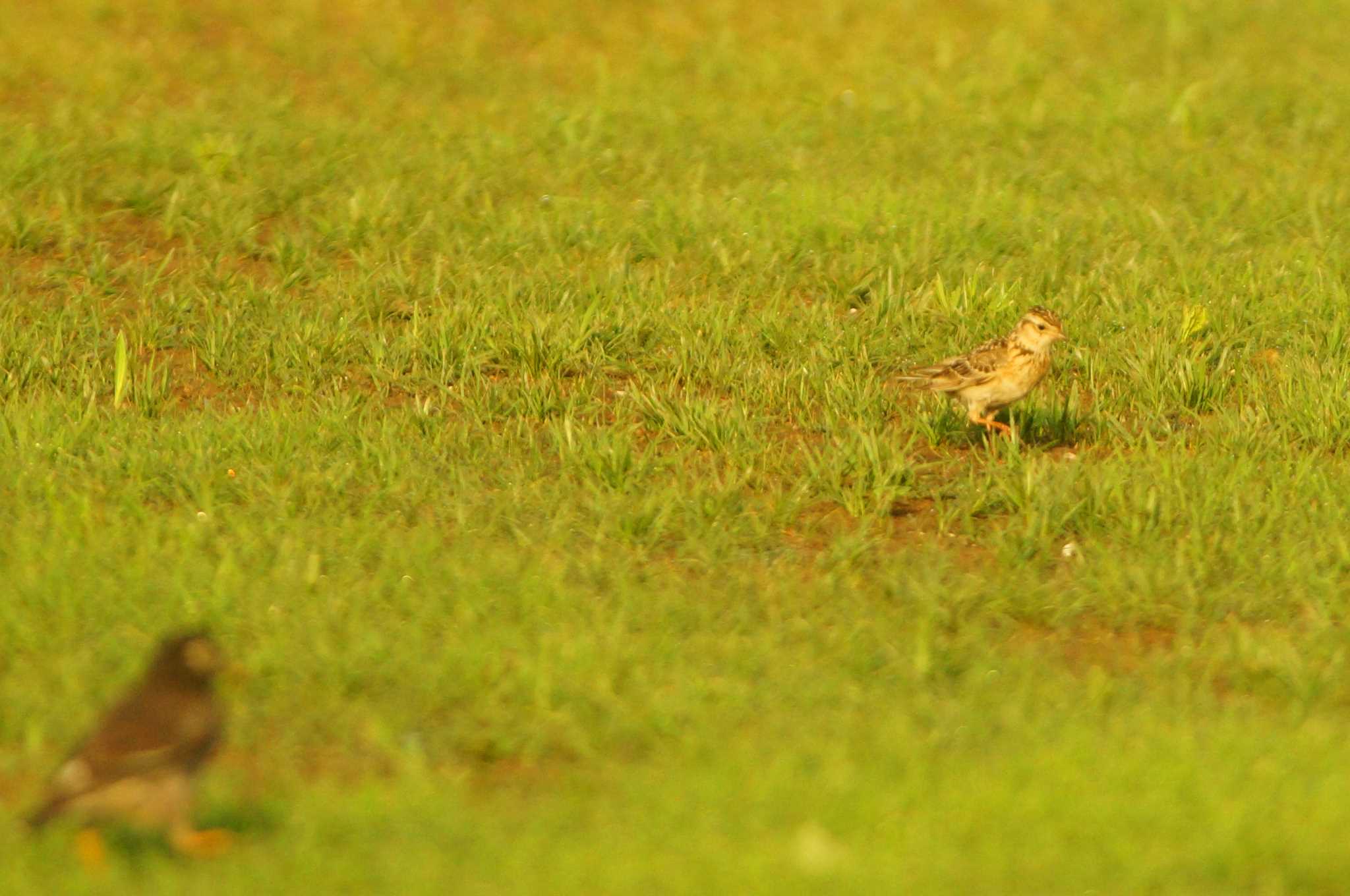 Photo of Eurasian Skylark at 多摩川 by bea