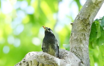 White-cheeked Starling Unknown Spots Unknown Date