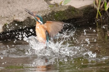 Common Kingfisher 神奈川県 綾瀬市 Wed, 4/27/2016