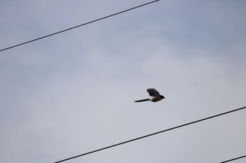 Azure-winged Magpie 深谷市 Mon, 6/15/2020