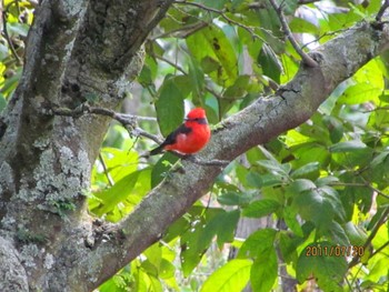 Scarlet Flycatcher