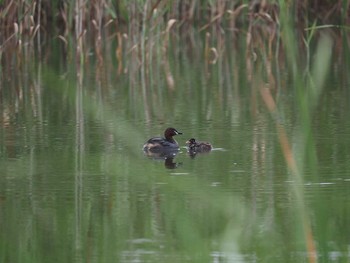 2020年6月14日(日) 市川市の野鳥観察記録