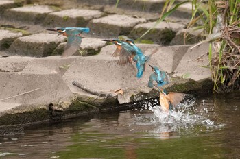 Common Kingfisher 神奈川県 綾瀬市 Wed, 4/27/2016