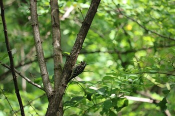 コゲラ 大麻生野鳥の森公園 2020年6月15日(月)