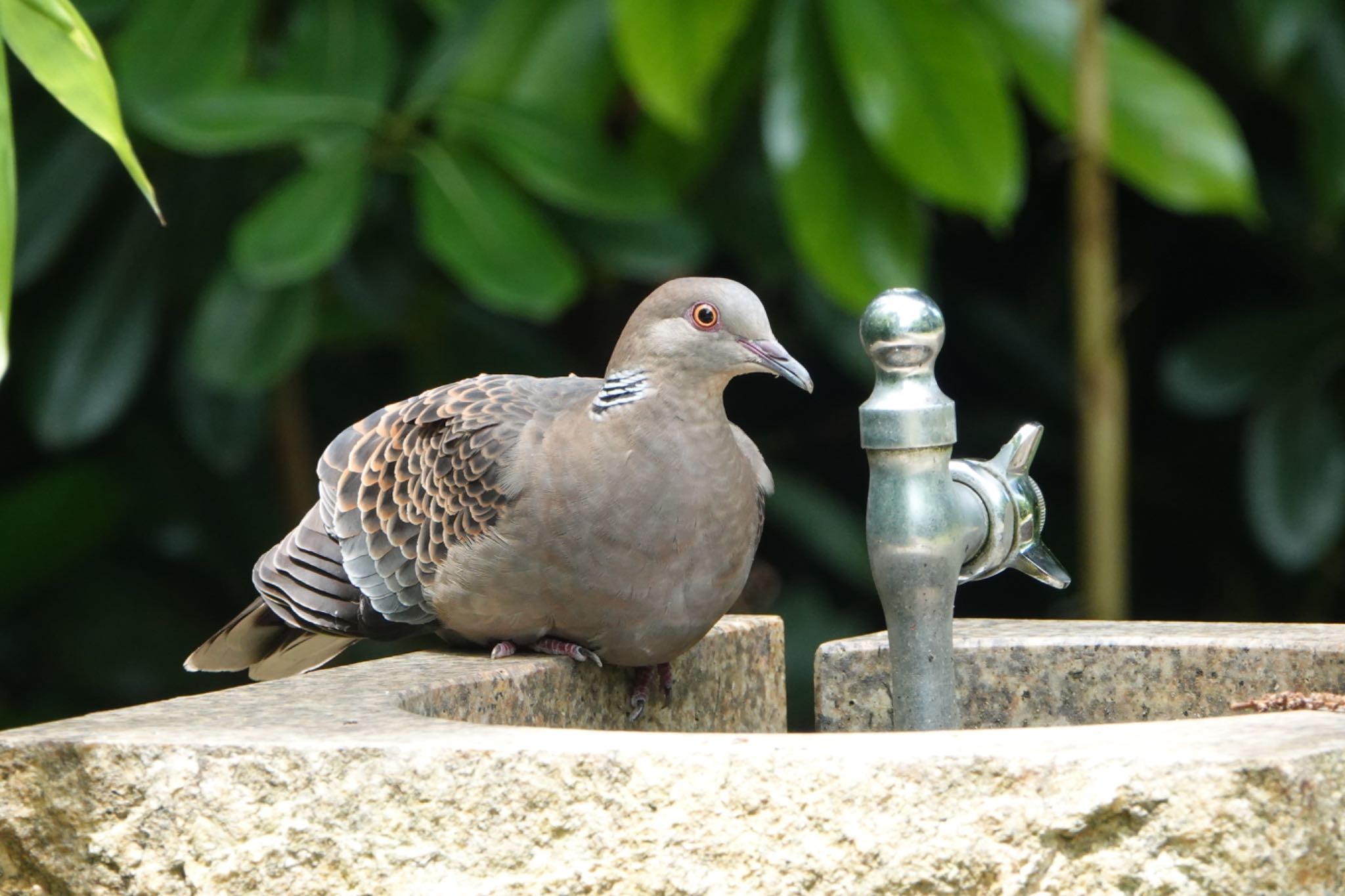 葛西臨海公園 キジバトの写真 by ひじり