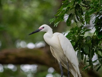 Little Egret 神奈川県 Mon, 6/15/2020