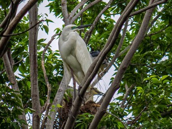 Great Egret 神奈川県 Mon, 6/15/2020