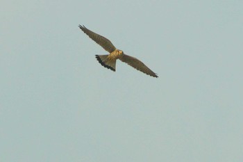 Common Kestrel 多摩川 Wed, 6/10/2020