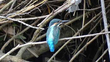 Common Kingfisher Unknown Spots Mon, 6/15/2020