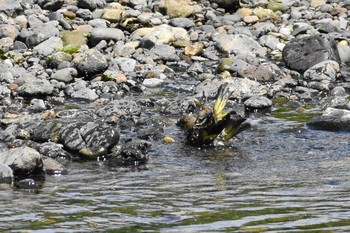 カワラヒワ 引地川親水公園 2020年6月15日(月)