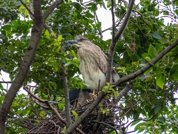 Black-crowned Night Heron 神奈川県 Mon, 6/15/2020