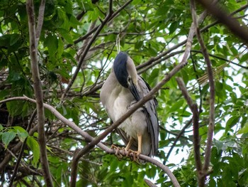 Black-crowned Night Heron 神奈川県 Mon, 6/15/2020