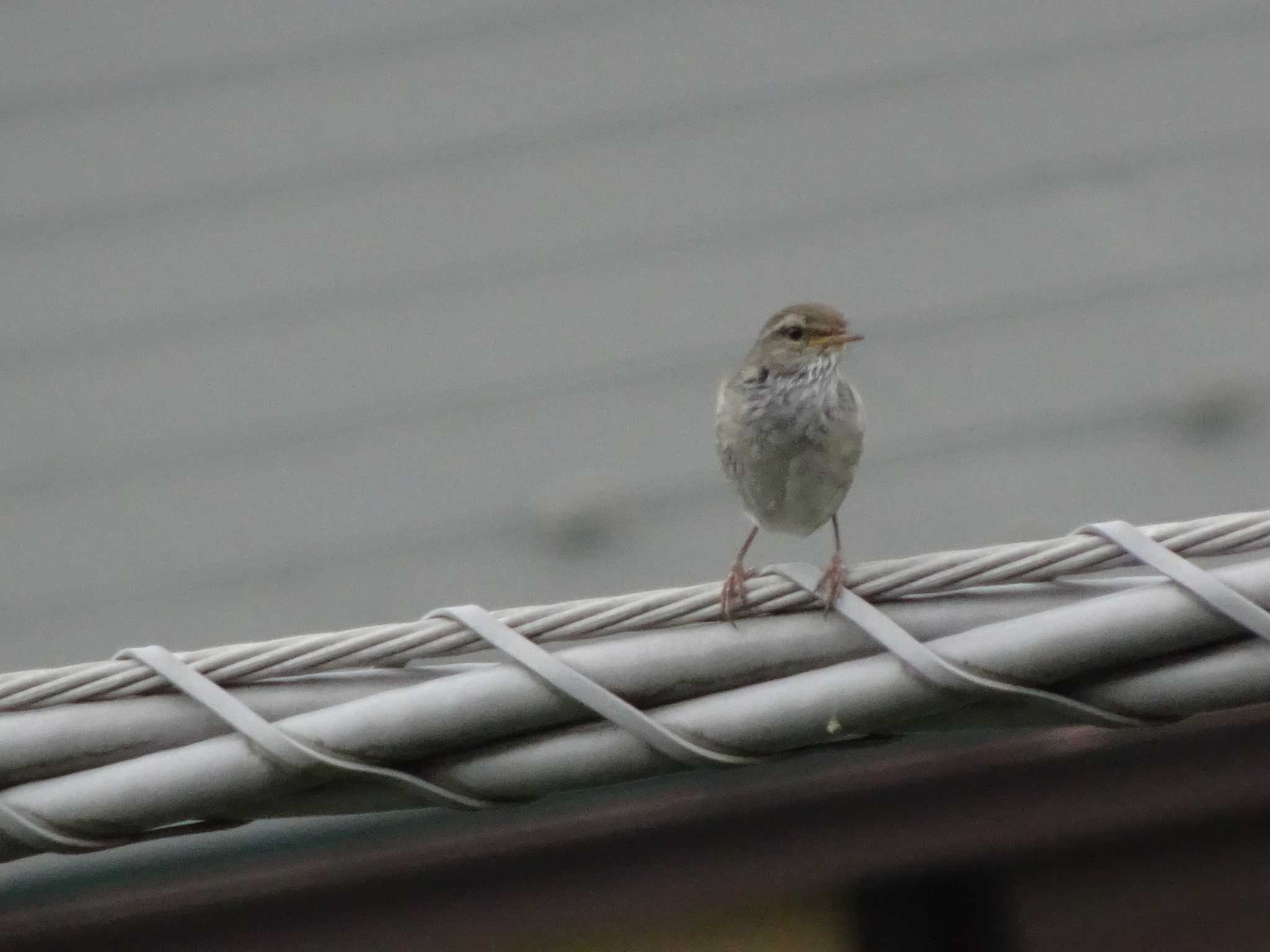 町田市 ウグイスの写真 by Kozakuraband