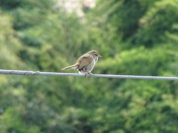 2020年6月15日(月) 町田市の野鳥観察記録