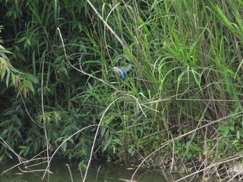 カワセミ 境川遊水地公園 2020年6月6日(土)