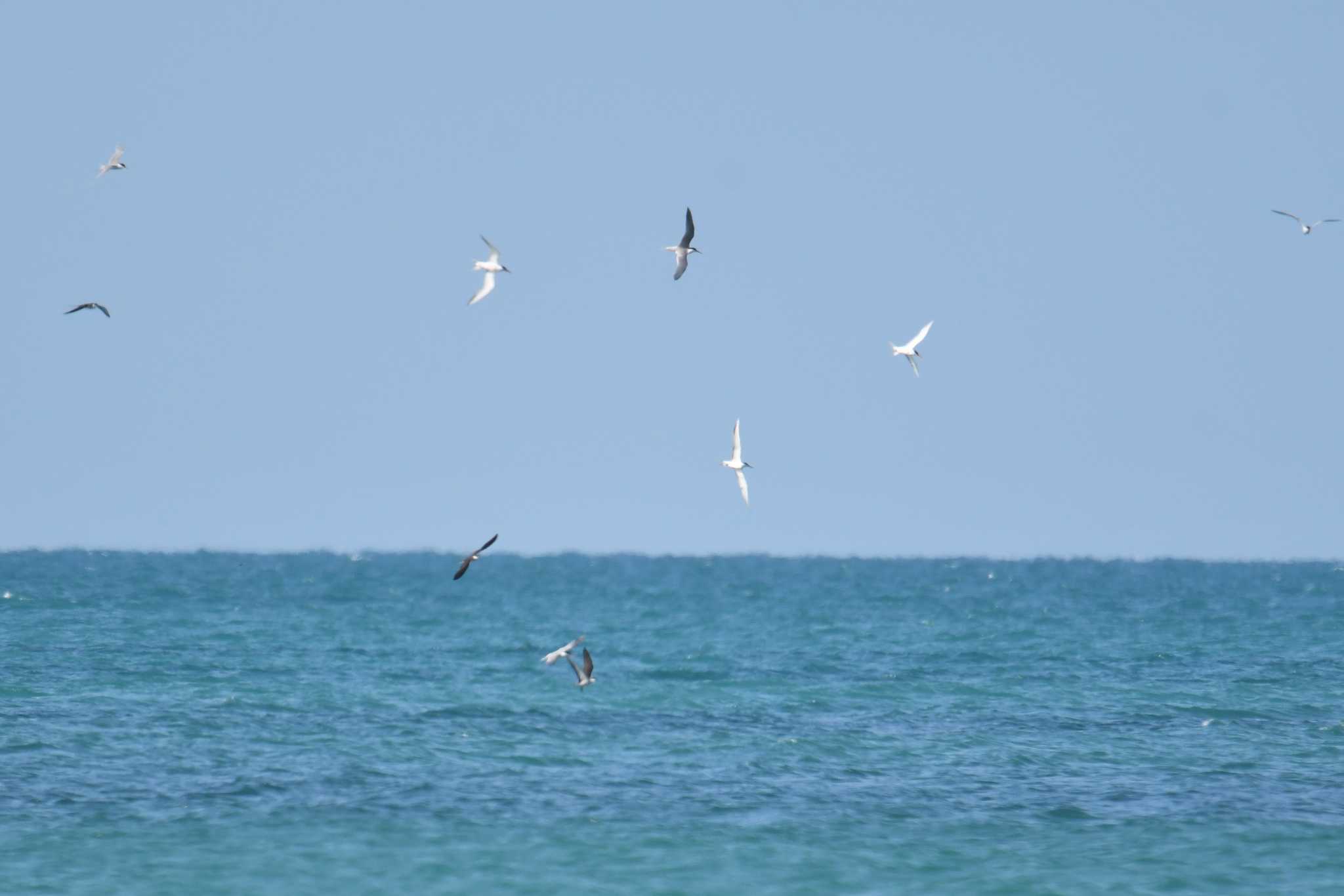 Sooty Tern