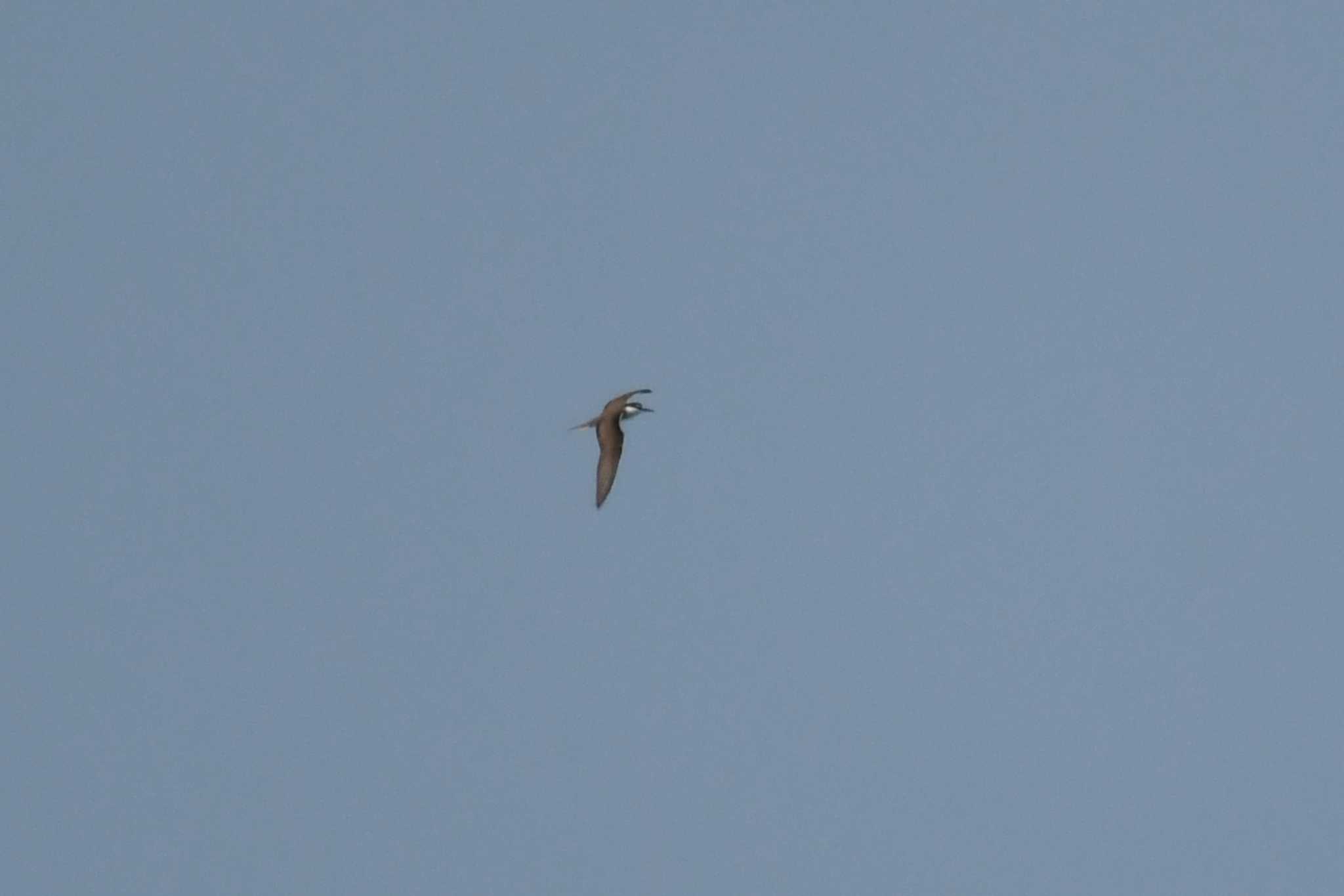 Sooty Tern