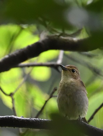 オオルリ 香川県 2020年6月13日(土)