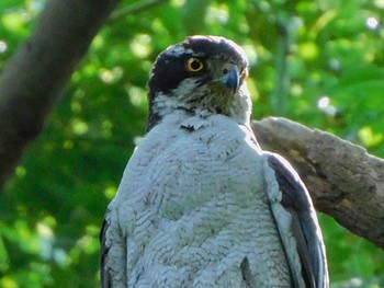 Eurasian Goshawk 野田市 Mon, 6/15/2020