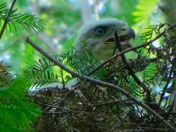 Eurasian Goshawk Mizumoto Park Mon, 6/15/2020