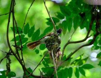 Black Paradise Flycatcher 八王子城址 Mon, 6/15/2020