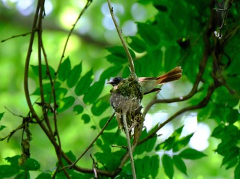 Black Paradise Flycatcher 八王子城址 Mon, 6/15/2020