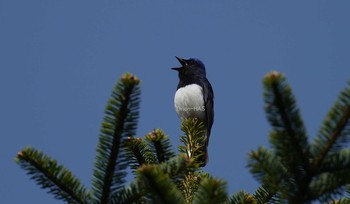 オオルリ 山梨県 2020年6月9日(火)