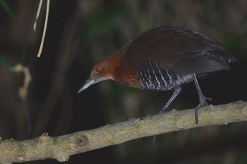 Slaty-legged Crake Unknown Spots Unknown Date