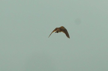 Eurasian Skylark 多摩川 Wed, 6/10/2020