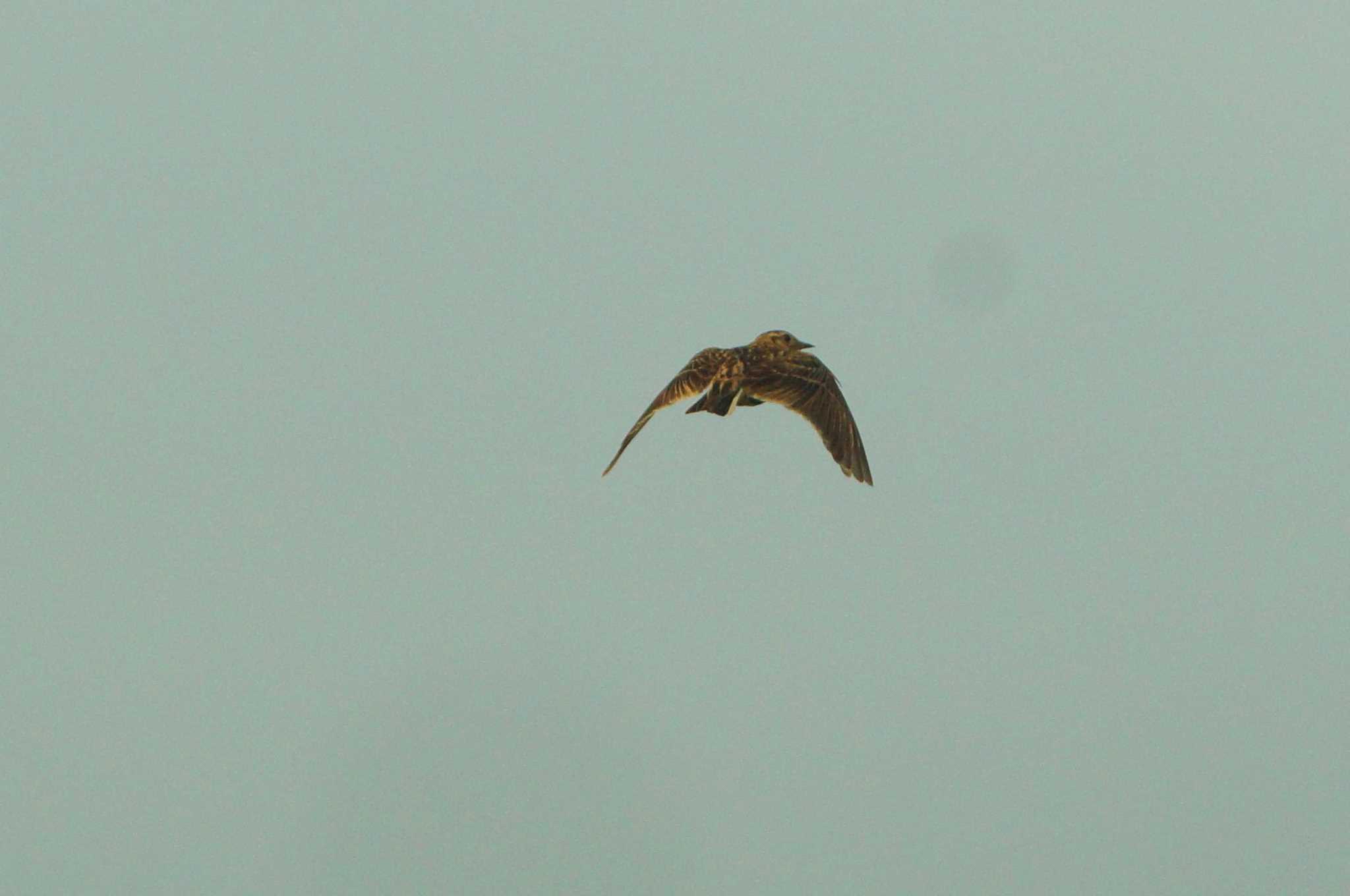 Photo of Eurasian Skylark at 多摩川 by bea