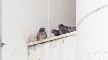 Common Kestrel 神奈川県横浜市 Tue, 6/16/2020