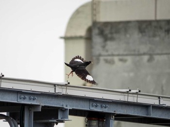 Crested Myna 神奈川県横浜市 Tue, 6/16/2020