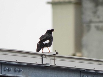 Crested Myna 神奈川県横浜市 Tue, 6/16/2020