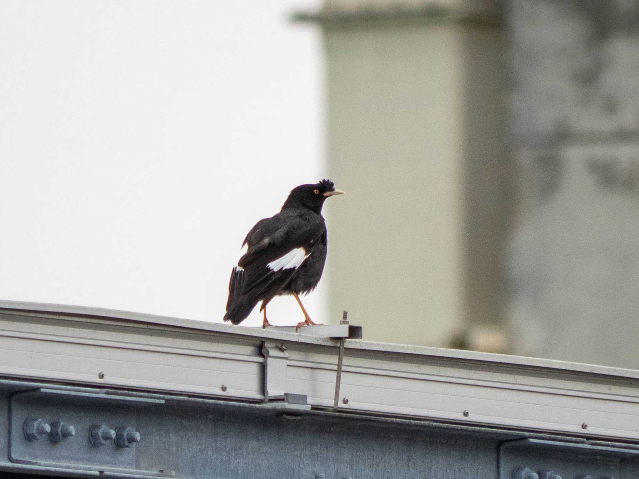 Photo of Crested Myna at 神奈川県横浜市 by Tosh@Bird