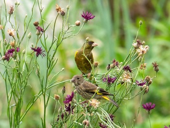 Grey-capped Greenfinch 神奈川県横浜市 Tue, 6/16/2020