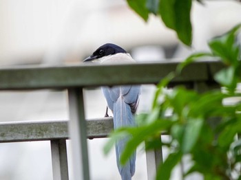 Azure-winged Magpie 神奈川県横浜市 Tue, 6/16/2020