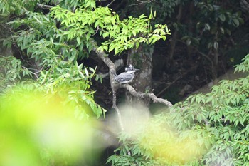 Crested Kingfisher Unknown Spots Mon, 6/8/2020