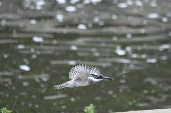 Crested Kingfisher Unknown Spots Mon, 6/8/2020