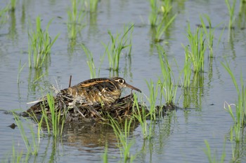 タマシギ 場所が不明 2020年6月15日(月)