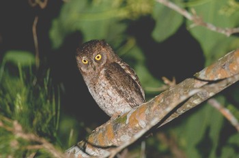 Ryukyu Scops Owl Unknown Spots Unknown Date