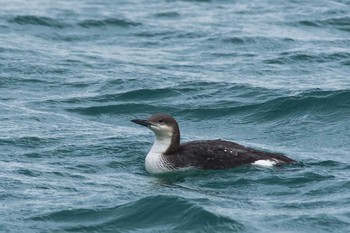 Black-throated Loon 福井県 Sun, 4/3/2016